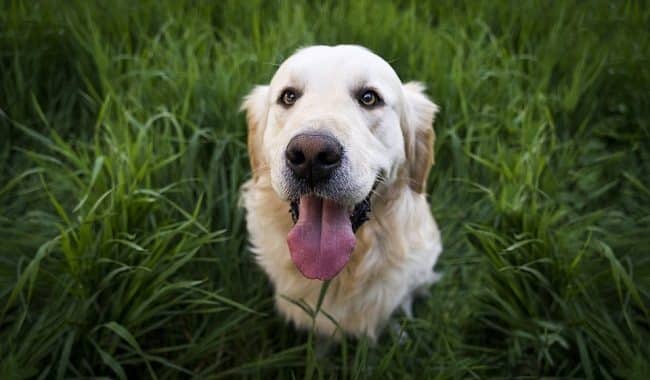 why dog eats grass