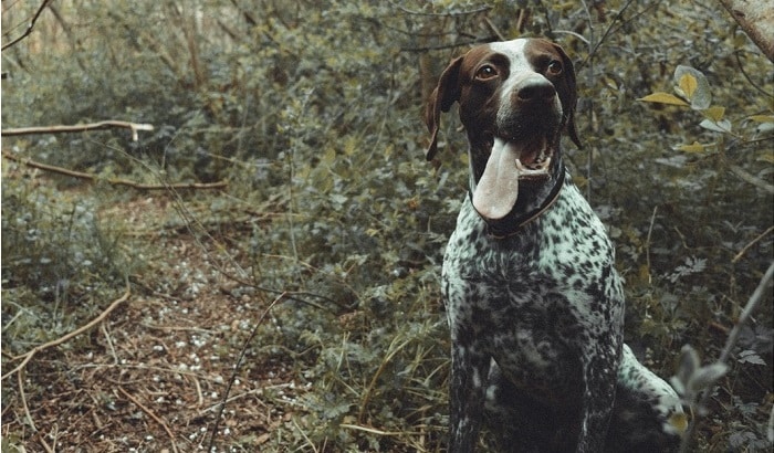 Best Dog Food for German Shorthaired Pointer