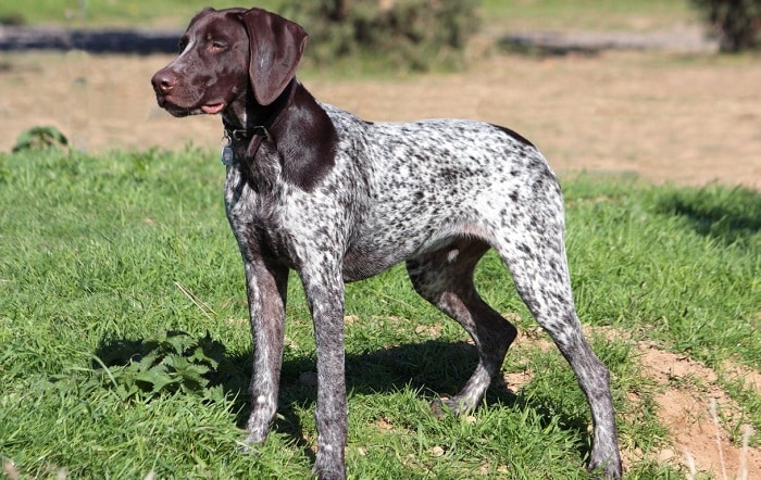 best food for a german shorthaired pointer