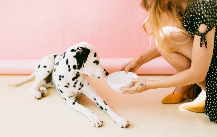 best bowls for dog