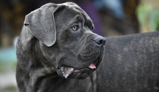 best food to feed a cane corso