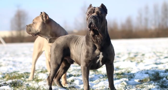 Best Dog Food For Cane Corsos Best Food For Cane Corso