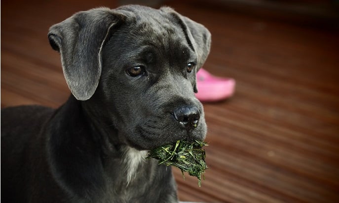 Best Puppy Food For Cane Corso Best Dog Food For Cane