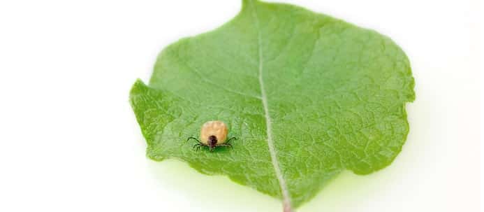 What is Best Tick Repellent for Dogs