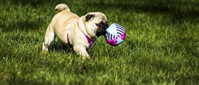 Best Toys for Pugs in 2022