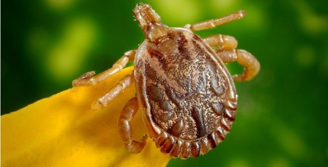 what is best tick repellent for dogs