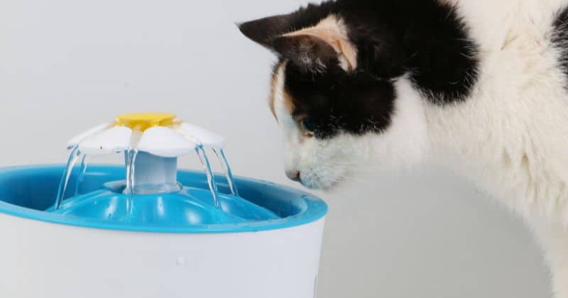 Maintenance Tips for Veken Pet Fountain